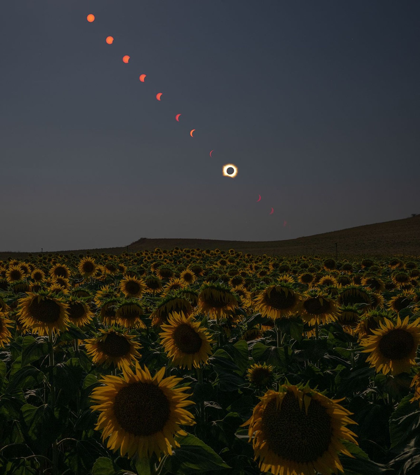 Composite of the August 12, 2026 total solar eclipse over a sunflower field in San Millán de los Caballeros, Spain. NASA photo by Bill Ingalls.