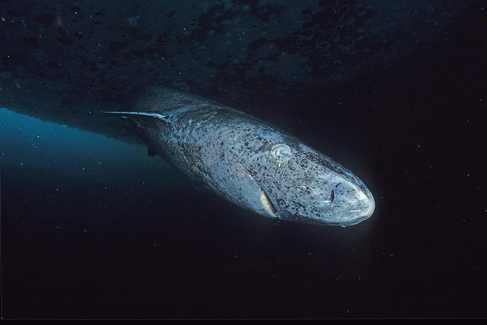 Greenland shark at Admiralty Inlet, Nunavut. Hemming1952 / Wikimedia Commons (CC BY-SA 4.0). Size, WebP.